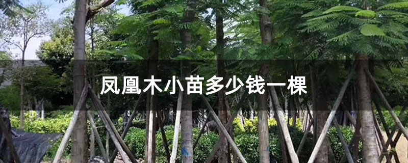凤凰木小苗多少钱一棵 凤凰木小苗多少钱一棵