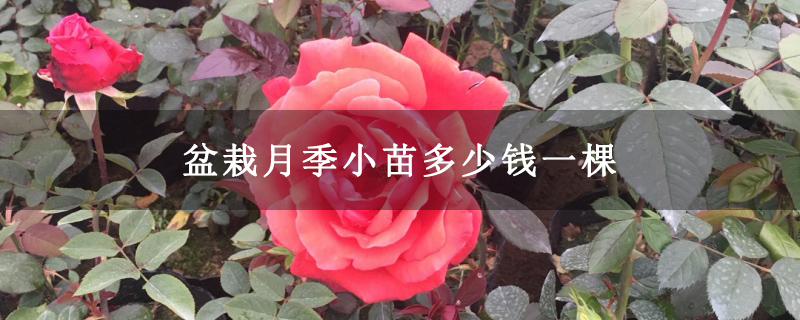 盆栽月季小苗多少钱一棵