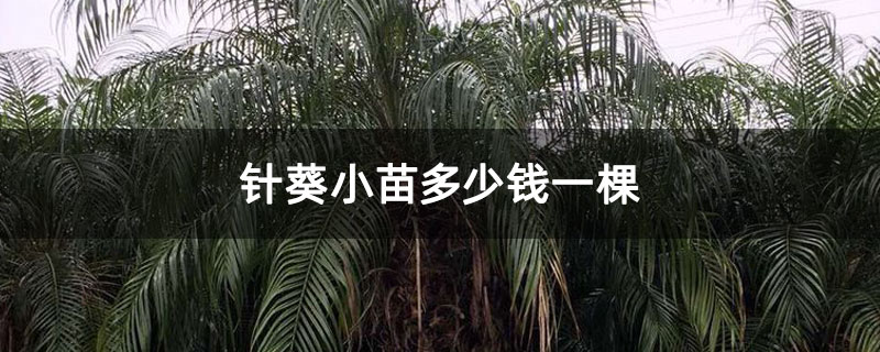 针葵小苗多少钱一棵