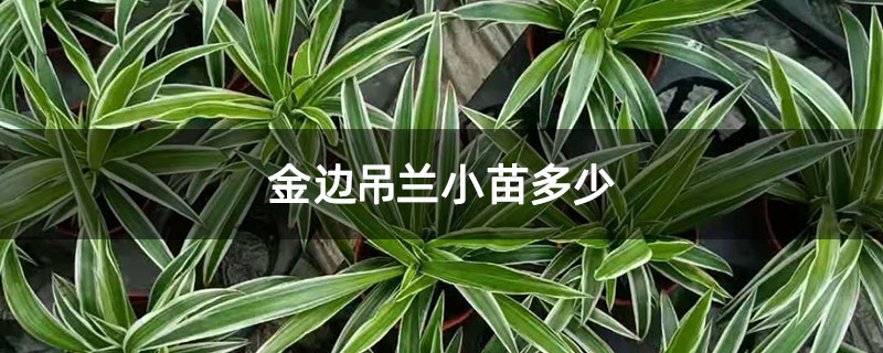 金边吊兰小苗多少钱一株