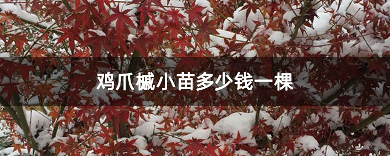 鸡爪槭小苗多少钱一棵