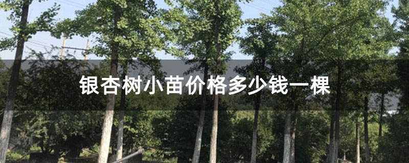 银杏树小苗价格多少钱一棵