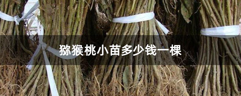 猕猴桃小苗多少钱一棵