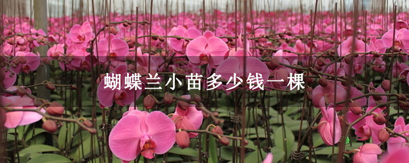 蝴蝶兰小苗多少钱一棵