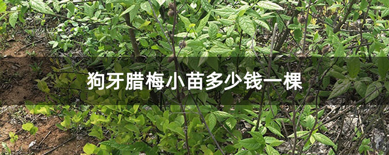狗牙腊梅小苗多少钱一棵