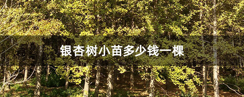 银杏树小苗多少钱一棵
