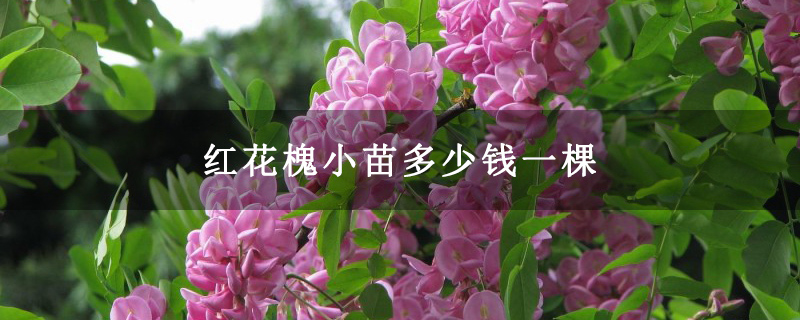 红花槐小苗多少钱一棵