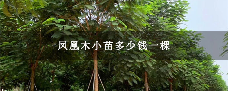 凤凰木小苗多少钱一棵