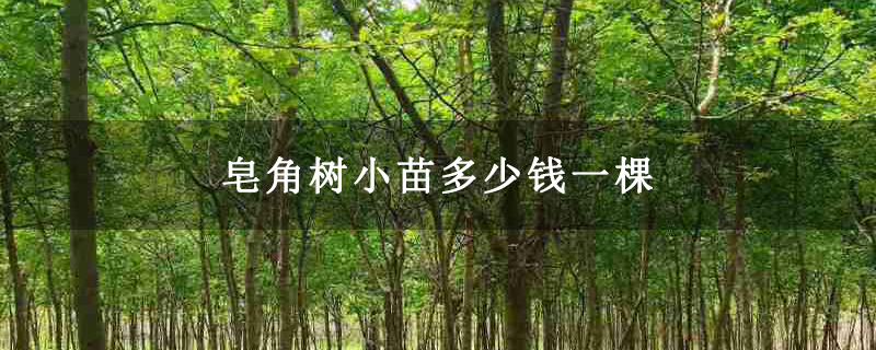 皂角树小苗多少钱一棵