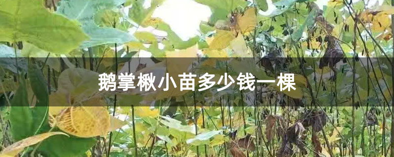 鹅掌楸小苗多少钱一棵