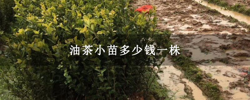 油茶小苗多少钱一株