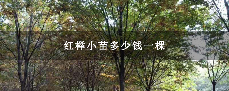 红榉小苗多少钱一棵