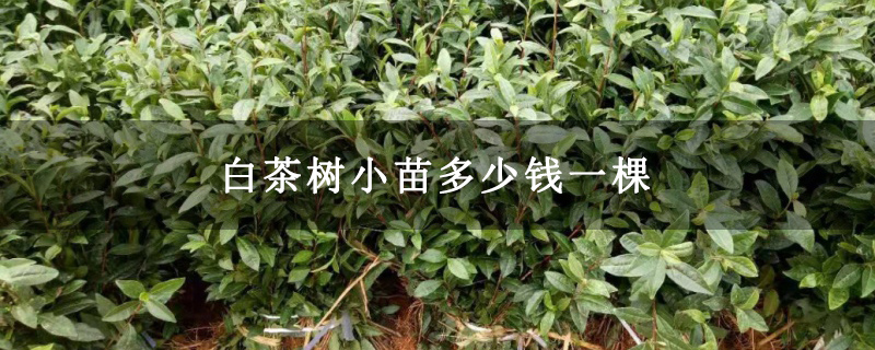 白茶树小苗多少钱一棵