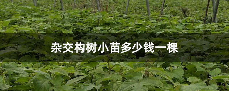 杂交构树小苗多少钱一棵