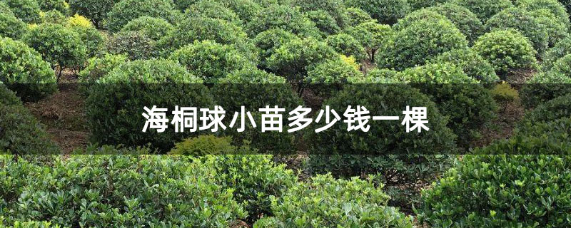海桐球小苗多少钱一棵 海桐球小苗多少钱一棵