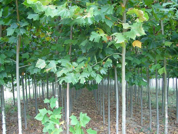 法桐树价格多少钱一棵？法桐树的种植技术