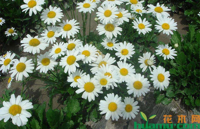 白晶菊