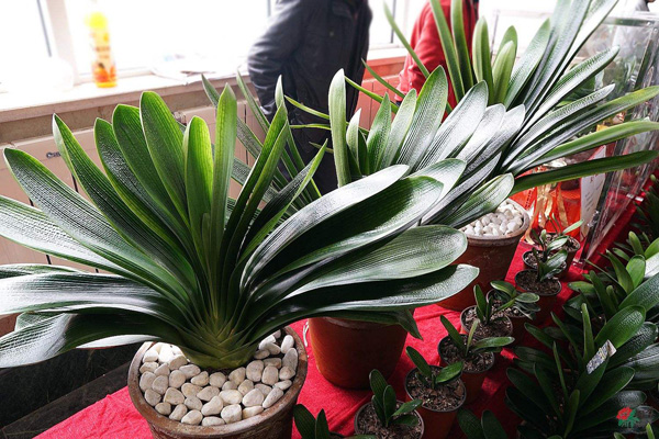 君子兰价格多少钱一棵？君子兰种植方法有哪些？