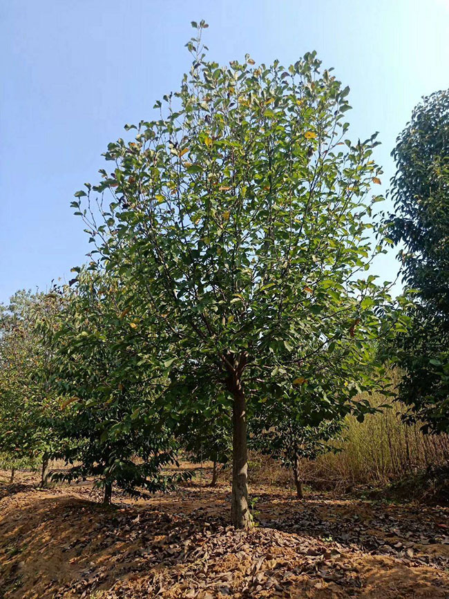 白玉兰价格表多少钱一棵?白玉兰种植方法和注意事项