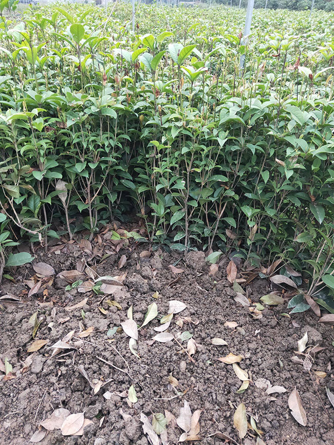 四季桂价格多少钱一棵?四季桂种植方法有哪些?