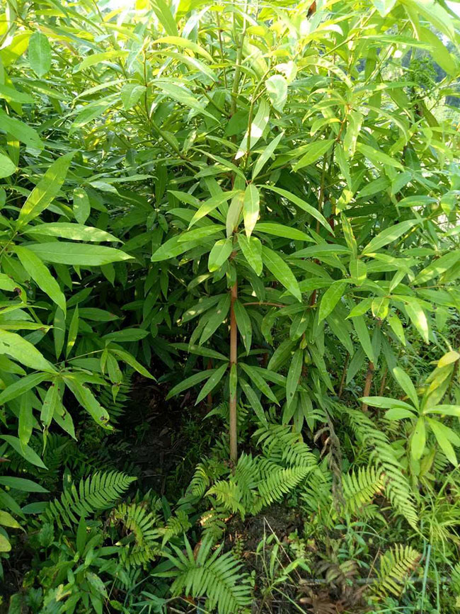 楠木的价格多少钱一棵?楠木的种植技术