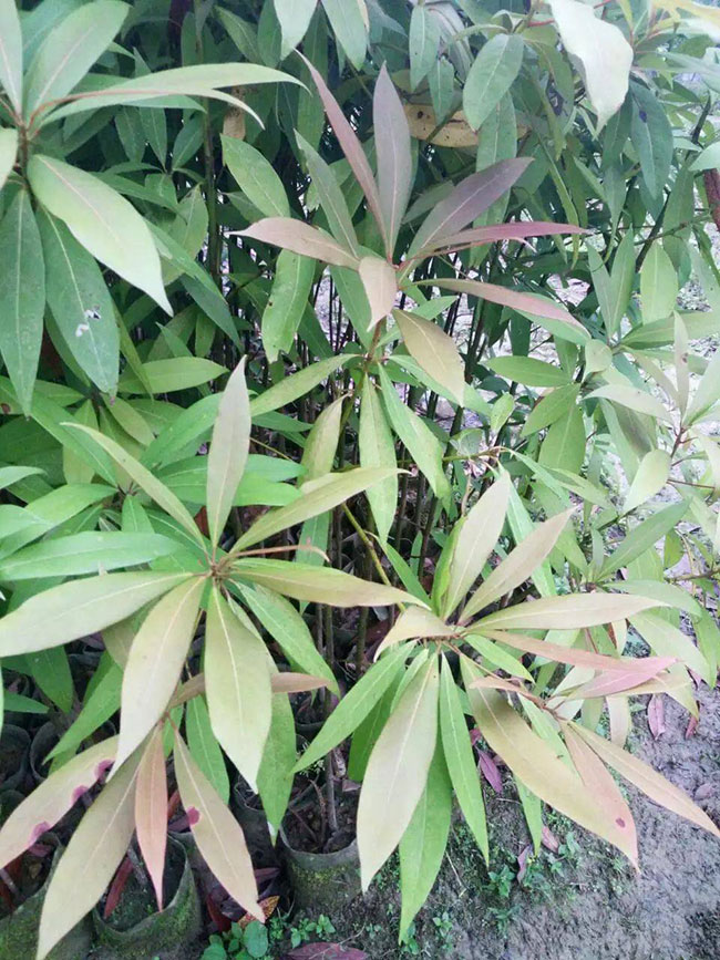 楠木