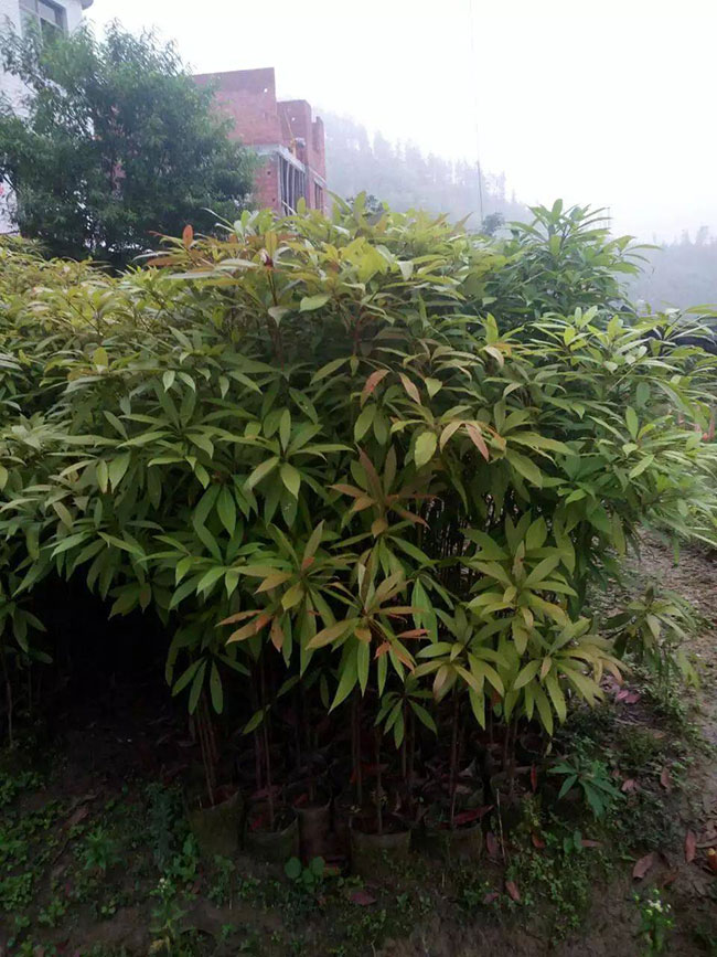 楠木