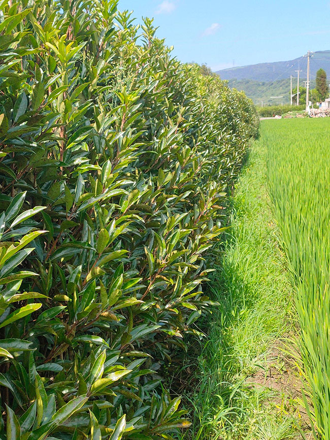 法国冬青价格多少钱一棵?法国冬青的种植方法