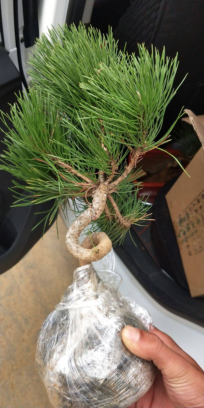 黑松价格多少钱一棵