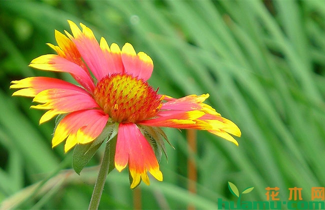 天人菊 天人菊