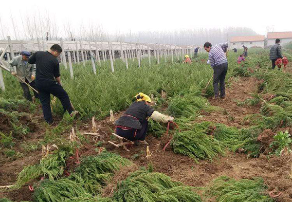 龙柏苗价格多少钱一棵？龙柏苗的种植方法