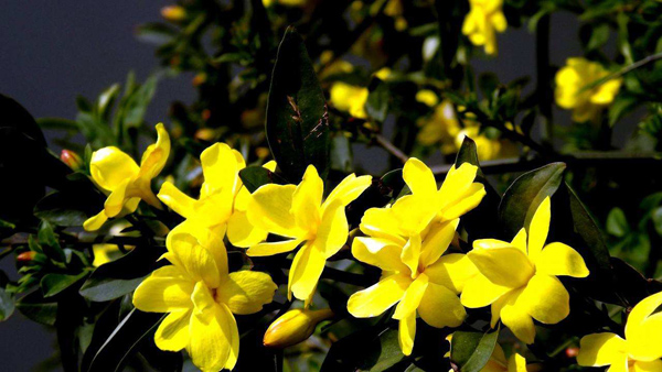 迎春花价格多少钱一棵？迎春花如何种植？