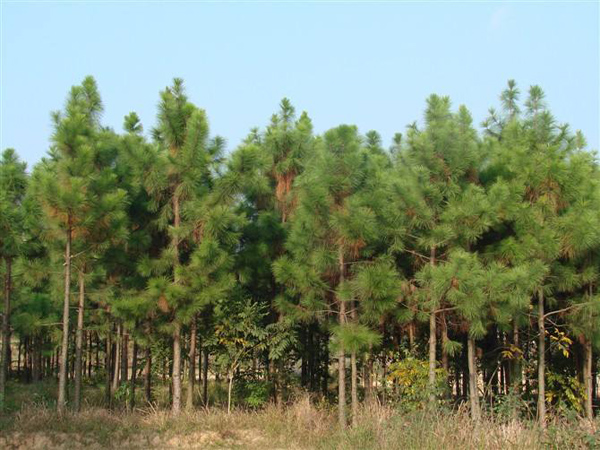 湿地松价格多少钱一棵？湿地松种植方法和注意事项