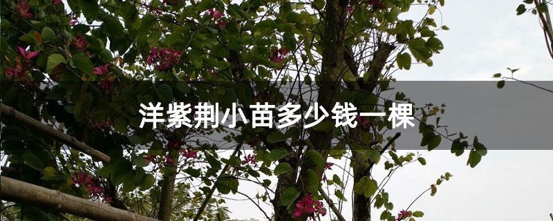 洋紫荆小苗多少钱一棵