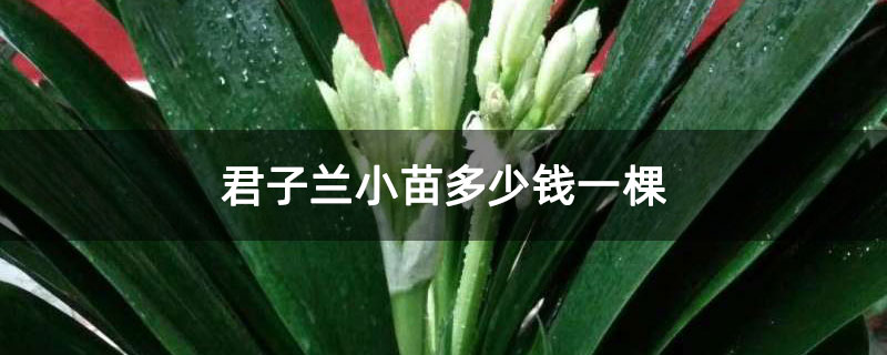 君子兰小苗多少钱一棵