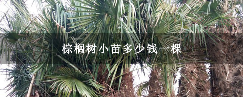 棕榈树小苗多少钱一棵