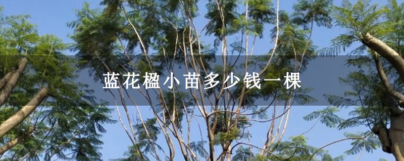 蓝花楹小苗多少钱一棵