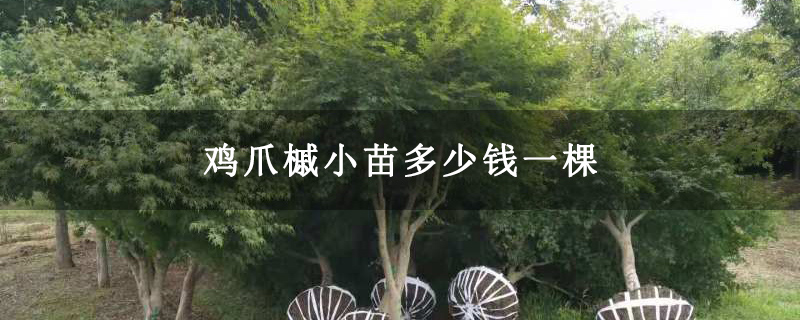 鸡爪槭小苗多少钱一棵