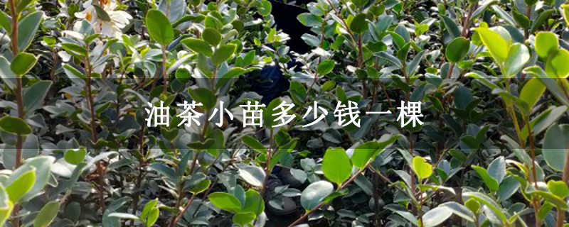 油茶小苗多少钱一棵