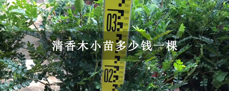 清香木小苗多少钱一棵