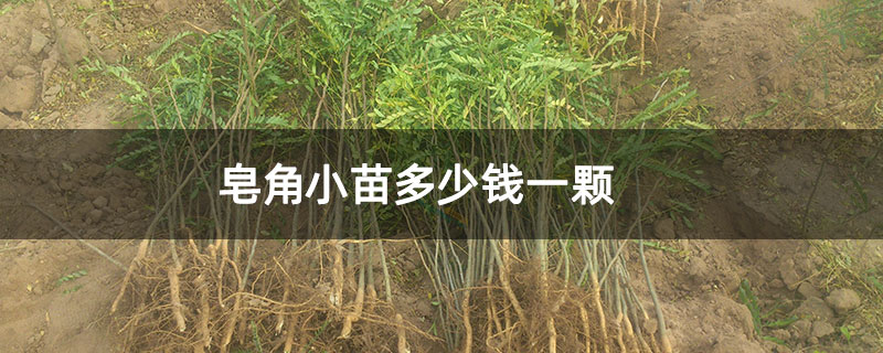 皂角小苗多少钱一颗