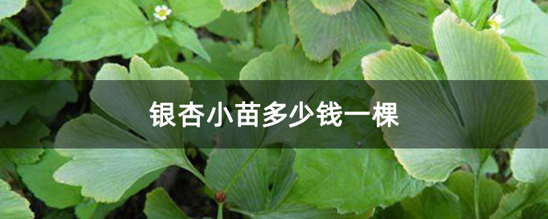 银杏小苗多少钱一棵