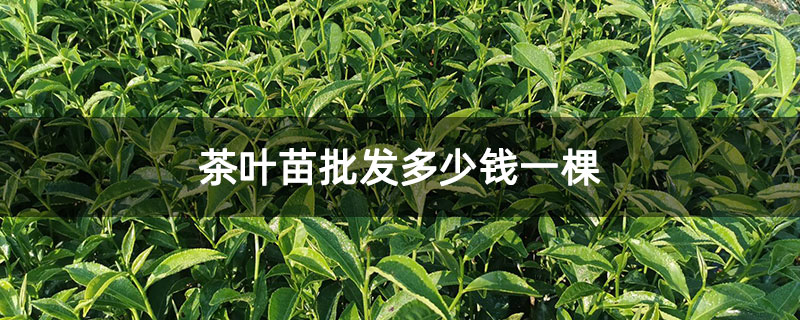 茶叶苗批发多少钱一棵