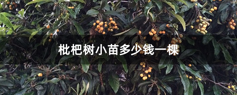 枇杷树小苗多少钱一棵