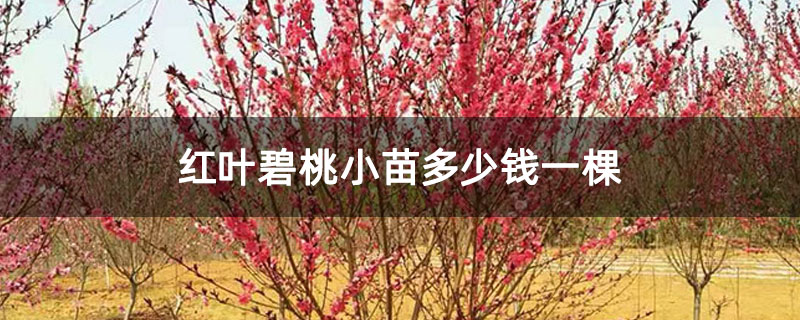 红叶碧桃小苗多少钱一棵