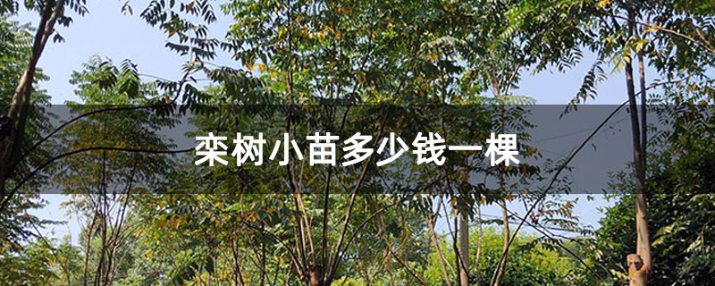 栾树小苗多少钱一棵 栾树小苗多少钱一棵