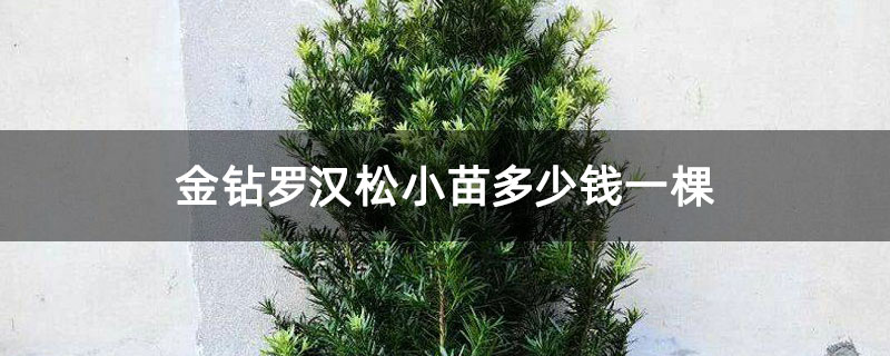 金钻罗汉松小苗多少钱一棵