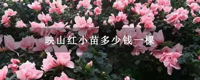 映山红小苗多少钱一棵