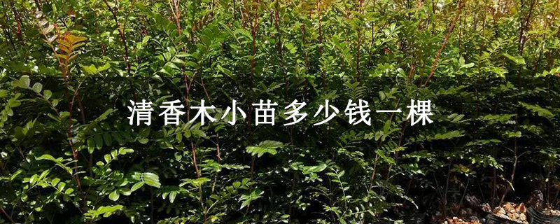 清香木小苗多少钱一棵