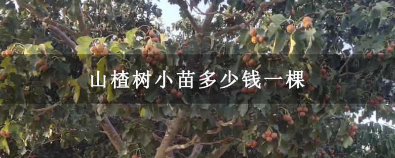 山楂树小苗多少钱一棵